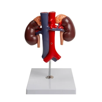 Anatomice Renale Model Prezinta Detalii de Aorta Abdominala, Pancreas,