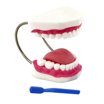 G5AA Ușor pentru a Asambla și de a Observa în mod Proporțional Exacte Dinți Umani Model Util și Practic pentru Medici în Spitale