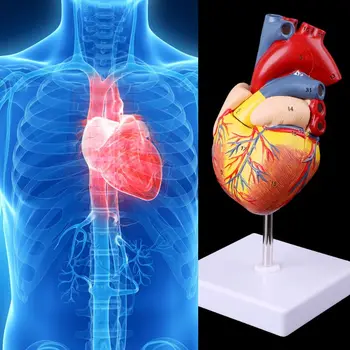 Demontat Anatomice Inima Omului Model De Anatomie Medical Instrument De Predare